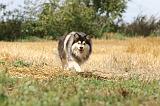CHIEN FINNOIS DE LAPONIE 256